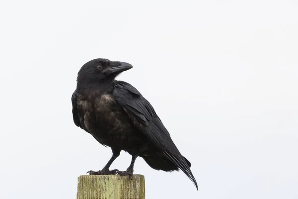 Pohled Zblízka Izolovaný Severní Havran Corvus Corax Stojící Dřevěném Kůlu — Stock fotografie