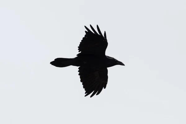 Silhouette Des Fliegenden Isolierten Nördlichen Raben Corvus Corax Mit Ausgebreiteten — Stockfoto