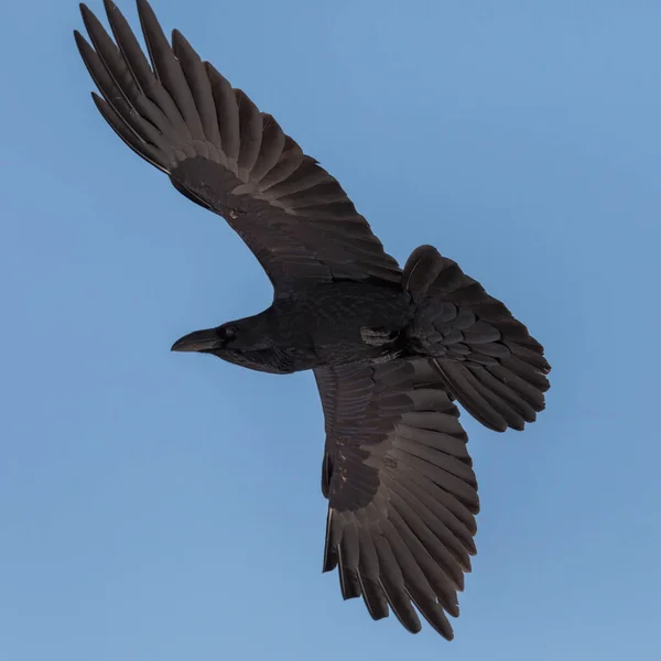 Närbild Norra Korpen Corvus Corax Flygning Blå Himmel Spridda Vingar — Stockfoto