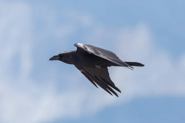在飞行中的特写侧视图自然北方乌鸦 Corvus Corax — 图库照片