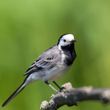 Yeşil arkaplanda duran beyaz kuyruk (motacilla alba) portresi