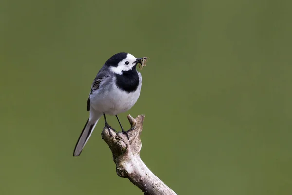 Vit Vagnsfågel Motacilla Alba Med Insekter Näbb Stående Gren — Stockfoto