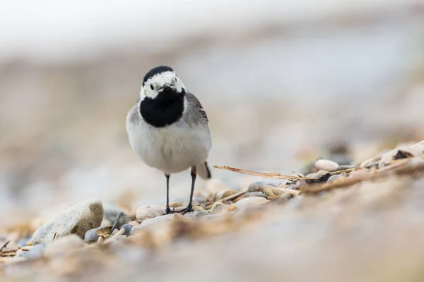 Vit Vagnsfågel Motacilla Alba Går Sten Vid Stranden — Stockfoto