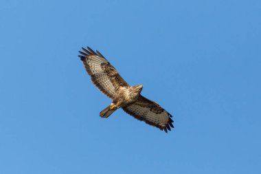 Mavi gökyüzünde uçan bir akbaba kuşu (buteo buteo)