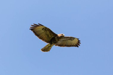 Mavi gökyüzünde kanatları açık uçan akbaba (buteo buteo)