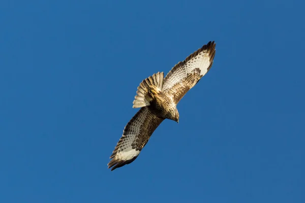 back view one common buzzard bird (buteo buteo) in flight in blue sky