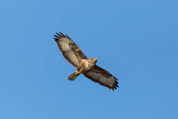 Mavi gökyüzünde uçan bir akbaba kuşu (buteo buteo)