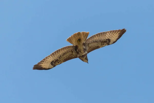 Back View Flying Common Buzzard Buteo Buteo Spread Wings — Stock Photo, Image