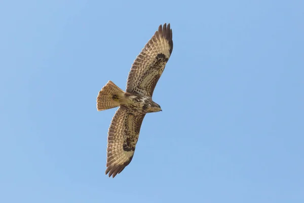 Retrato Que Voa Buzzard Comum Buteo Buteo Com Asas Espalhadas — Fotografia de Stock