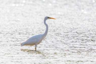 Bir büyük beyaz balıkçıl silueti (egretta alba) arka planda duran su