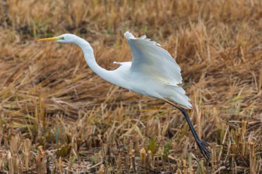 yakın plan büyük beyaz balıkçıl (egretta alba) sazlıktan uzağa uçar