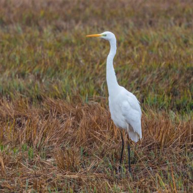 Kesik sazlıkta duran bir büyük beyaz balıkçıl (egretta alba) kenar görünümü