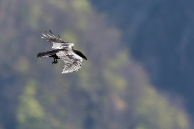 Siyah kuzgun (corvus corax) yeşil ormanın önünde uçuyor.