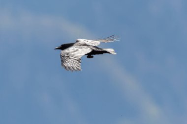 Siyah kuzgun (corvus corax) gün ışığında kanatlarını açarak uçuyor.