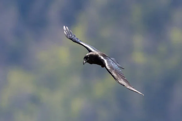 Вид Спереди Летящая Черная Северная Рейва Corvus Corax Зеленым Лесом — стоковое фото