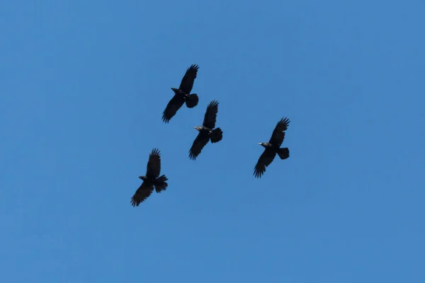 Grupo Cuatro Cuervos Negros Del Norte Volando Cielo Azul Con — Foto de Stock