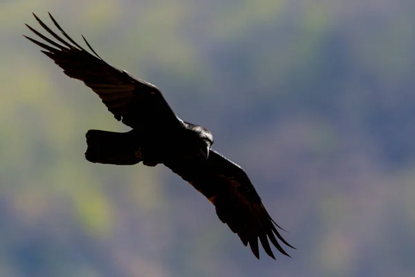 Detailní Pohled Siluetu Létajícího Černého Severního Havrana Corvus Corax Zeleným — Stock fotografie