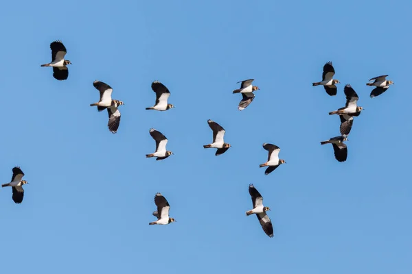 Viele Natürliche Pewit Vögel Vanellus Vanellus Flug Blauen Himmel — Stockfoto