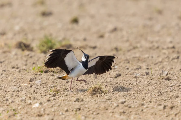 Lapwing Bird Vanellus Vanellus Přistání Roztaženými Křídly Zemědělském Poli — Stock fotografie