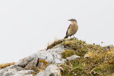 izole su pipiti (anthus spinoletta) beyaz arkaplanlı kayanın üzerinde duruyor