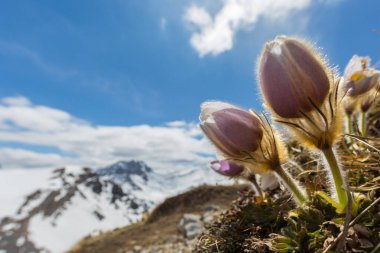 Karla kaplı dağlar ve mavi gökyüzü ile yakın görüş alp şakayığı (pulsatilla alpina)