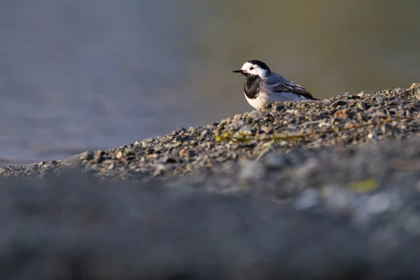 Jeden Bílý Ocas Motacilla Alba Stojící Slunci Oblázkové Pláži — Stock fotografie