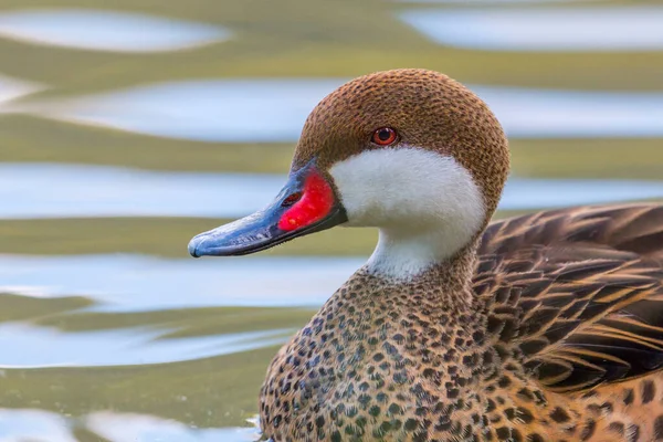 Widok Boku Zbliżenie Pływanie Bahama Pintail Anas Bahamensis — Zdjęcie stockowe