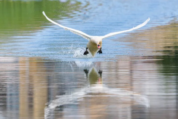 Cerrar Vista Frontal Espejo Cisne Mudo Cygnus Olor Corriendo Sobre — Foto de Stock