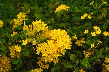 Ormanda sarı ixora dolu 