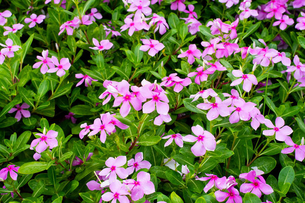 розовый цветок в саду
