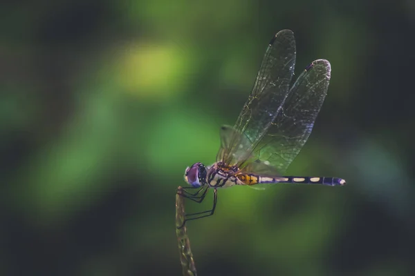 Dragonfly Držet Suché Větve Kopírovat Prostor Vážka Přírodě Vážka Přírodním — Stock fotografie