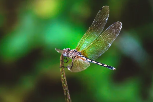 Dragonfly Hålla Torra Grenar Och Kopiera Utrymme Dragonfly Naturen Trollslända — Stockfoto