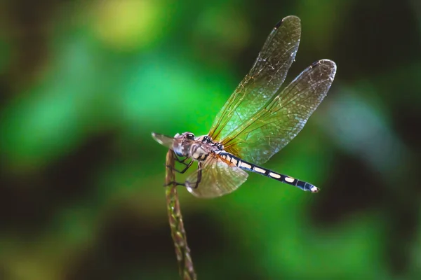 Dragonfly Držet Suché Větve Kopírovat Prostor Vážka Přírodě Vážka Přírodním — Stock fotografie