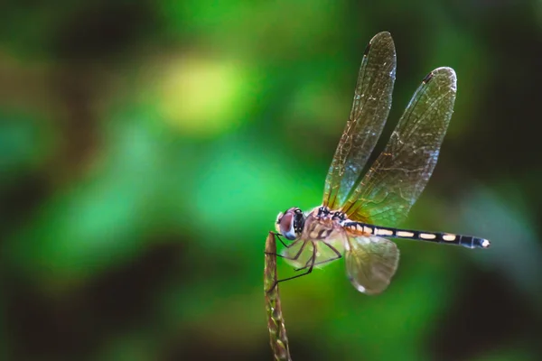 Dragonfly Držet Suché Větve Kopírovat Prostor Vážka Přírodě Vážka Přírodním — Stock fotografie