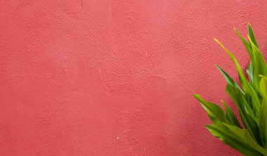 Yeşil yapraklı, pembe, kırsal duvar dokusu. Pembe çimento arka plan. Mimari malzeme dış tasarım. Meksika Akdeniz tarzı.