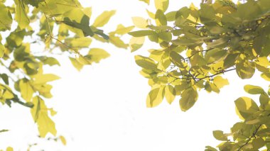 Sonbahar sezonu afişi. Sarı, turuncu ve kırmızı renkli tebrik kartı yaprakları. Yaprak. Makro. Beyaz arka planda izole edilmiş. Düş! Beyaz arkaplan üzerinde kopyalama alanı olan renkli akçaağaç yaprakları