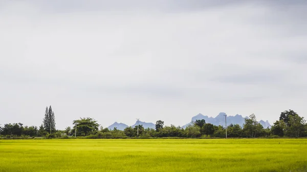 Campo Arroz Verde Verano Sol Hermoso Momento Alegre Con Paisaje —  Fotos de Stock