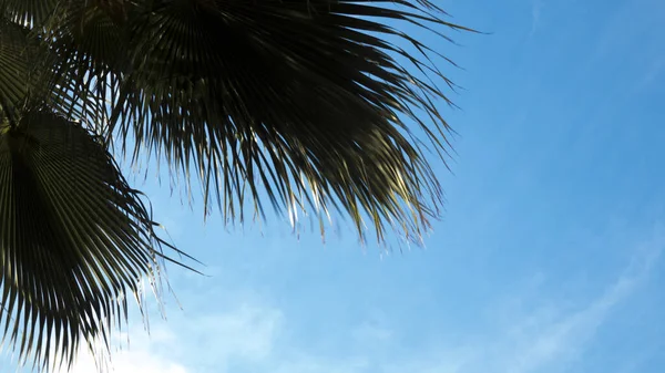 Closeup on green palm tree leaf on beautiful . Coconut Palm tree with blue sky,beautiful tropical background. Coconut palm tree under summer sky. Tropical vibes.