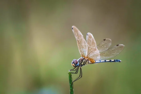 Libélula Segurar Ramos Secos Copiar Espaço Libélula Natureza Libélula Habitat — Fotografia de Stock