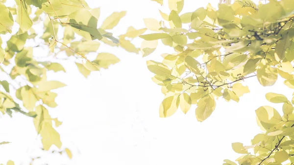 가을철 인사하라 나뭇잎 매크로 배경에 고립되어 있습니다 떨어지다 메이플 — 스톡 사진