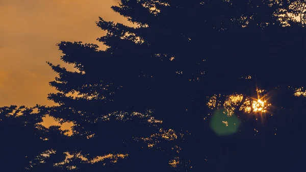 Raios Solares Cima Silhueta Uma Árvore Céu Laranja Árvores Colina — Fotografia de Stock