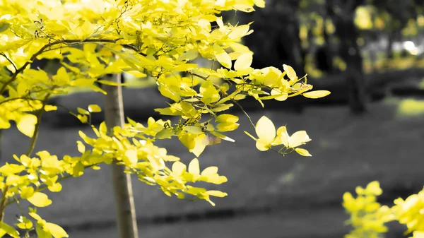 黄色の葉の背景色紅葉の背景 秋の紅葉 季節のコンセプト背景 — ストック写真