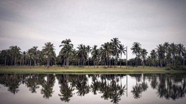 Palmiye ağacı, Prachubkeereekhan Tayland 'daki güzel gökyüzünün gölgesini yansıtır. Peyzaj silüeti, şeker palmiye ağaçları, manzara, şeker palmiyeleri. Asya doğa manzarası