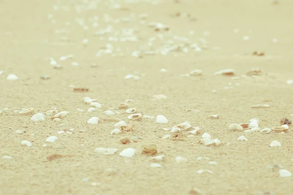 Kumdaki Deniz Kabukları Yaz Sahili Geçmişi Üst Manzara Kum Dokusu — Stok fotoğraf