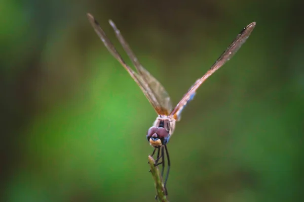 Dragonfly Hålla Torra Grenar Och Kopiera Utrymme Dragonfly Naturen Trollslända — Stockfoto