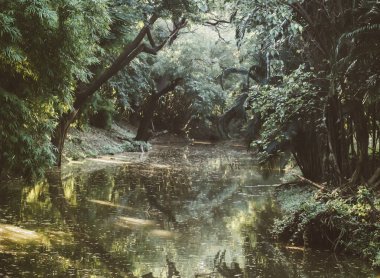 Mangrove yağmur ormanlarındaki tropikal göl manzarası tünel ve yol boyunca uzanır. Gizemli hedef. Çevreyi temiz tut. Ormanı kurtarın. Oksijen fabrikası fikri .