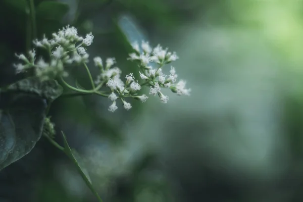 Pequeñas Flores Blancas Verde Borrosa Nat Background Ummer Concepto Naturaleza — Foto de Stock