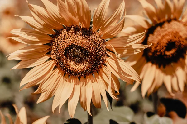 close up view of sunflower flowers in the field . Bright sunflower in sunset light, close-up, selective focus