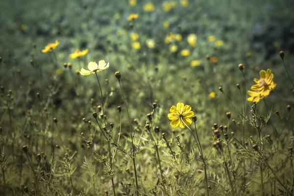 Krajobraz Kosmosem Reprezentujący Jesień Żółty Kwiat Kwitnący Polu Vintage Ciepły — Zdjęcie stockowe