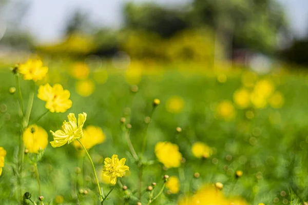 Scenery Cosmos Representing Autumn Yellow Flower Blooming Field Vintage Warm — Stock Photo, Image